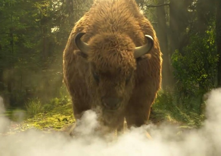 WWF pozwie Niemców za zabicie żubra pisze brytyjska prasa