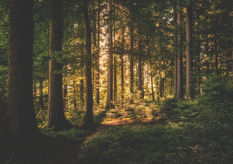  Polsce grożą kary za ochronę Puszczy Białowieskiej. W tym czasie Niemcy wycinają Las Hambach pod kopalnię