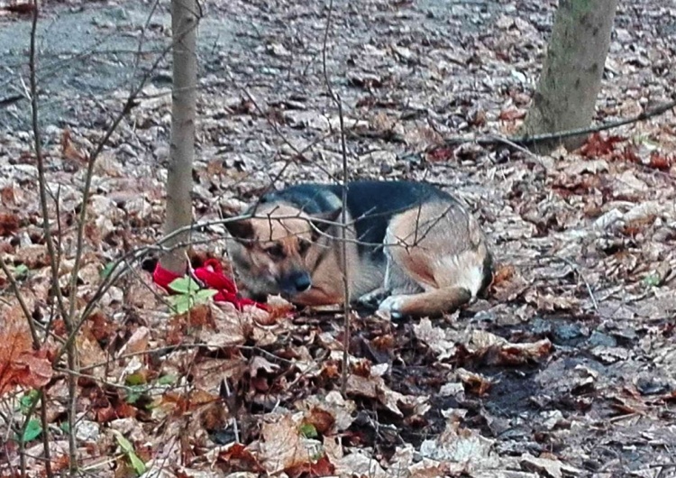  Przywiązała psa do drzewa i porzuciła go w lesie. Policja odnalazła wyrodną właścicielkę
