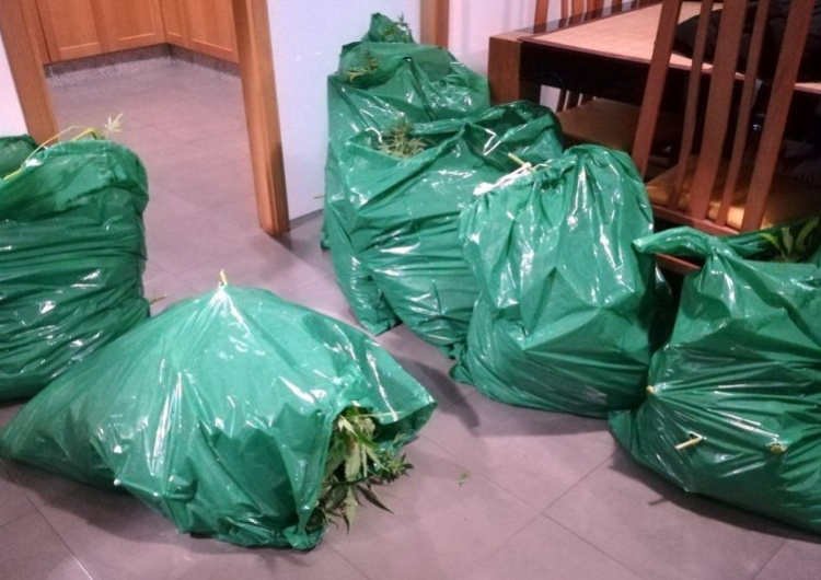 Międzynarodowa akcja policji: Zatrzymano 4 osoby w Hiszpanii, 2 w Polsce za przestępstwa narkotykowe