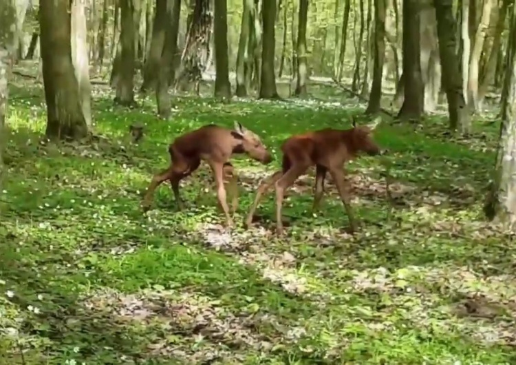  [video] Leśniczy napotkał małe łosie robiące pierwsze kroki. Internauci zauroczeni
