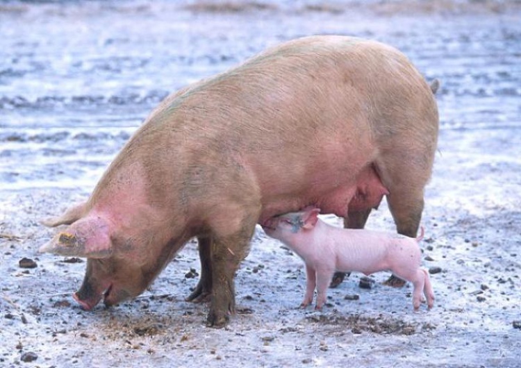 Scott Bauer, USDA Specustawa w sprawie Afrykańskiego Pomoru Świń