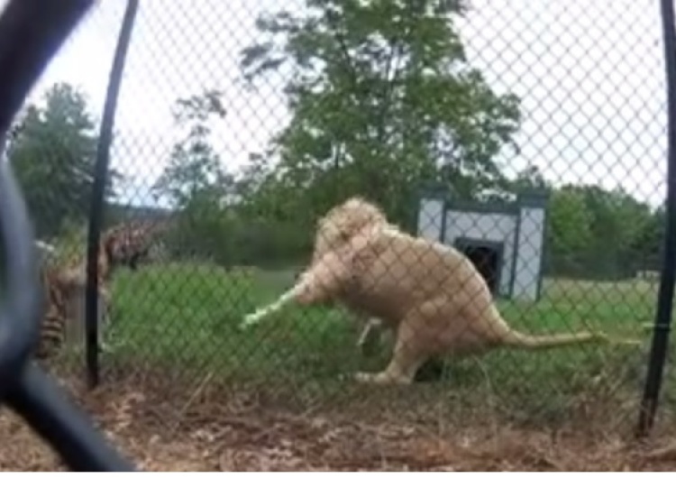 Z niemieckiego zoo uciekły lwy i tygrysy. Władze apelują o pozostanie w domu
