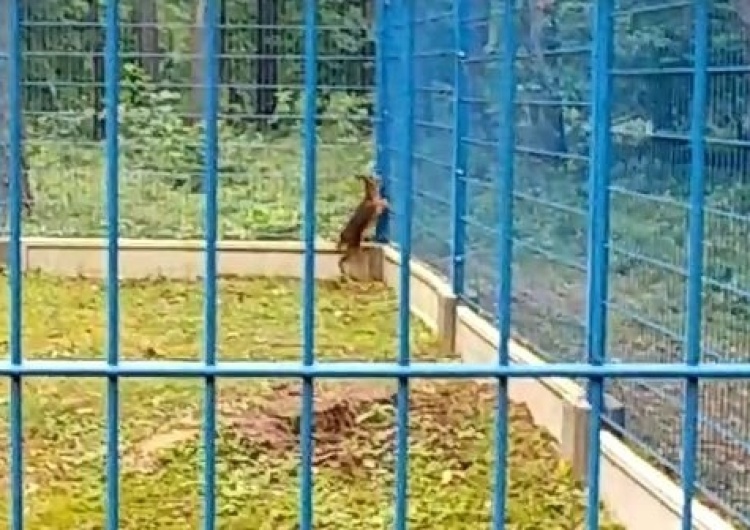 Mundurowi uratowali małą sarnę