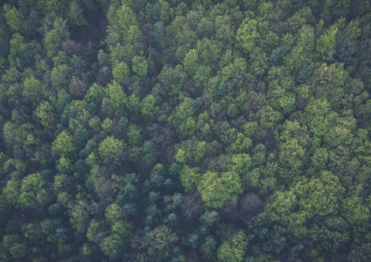  Pod ogromny zamek niszczona jest Puszcza Notecka w obszarze "Natura 2000"? Internauci komentują ostro