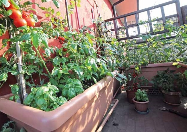  Warzywne ogrody balkonowe - sposób Polaków z dużych miast na uprawę zdrowej żywności