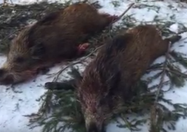 Duża kasa dla myśliwych. 650 zł za lochę, 300 zł za dzika
