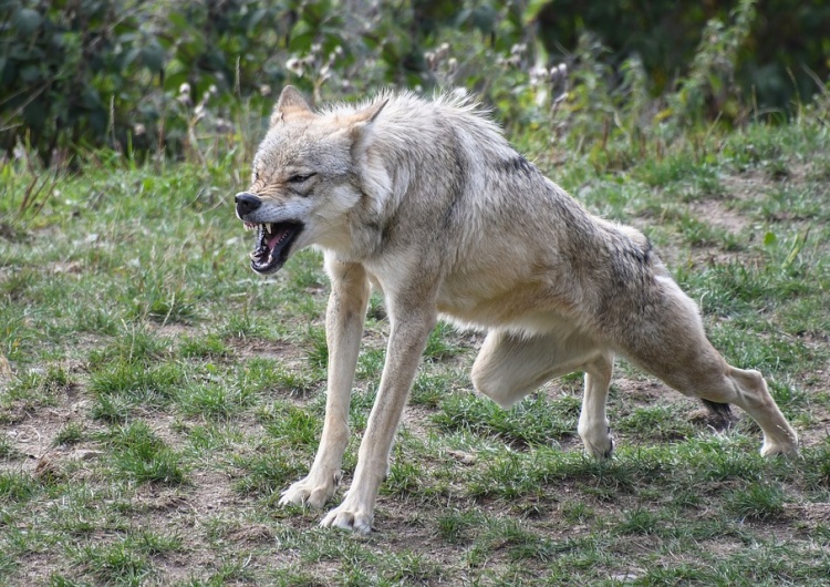 [Pitu Pitu na środę] Jaki Trzaskowskiemu wilkiem