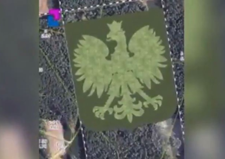  [video] Zasadzili las w kształcie polskiego godła na stulecie odzyskania niepodległości