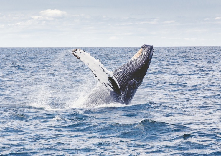  Japonia wraca do komercyjnych połowów wielorybów