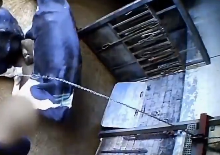  [video] Masowe naruszenia w niemieckiej rzeźni. "Chore krowy wleczone przy pomocy wyciągarki"