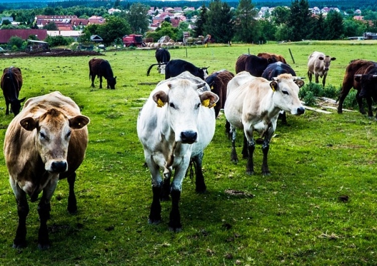 Polska ma w Brukseli wytłumaczyć się z nielegalnego uboju krów. Jakubowska zadaje istotne pytanie