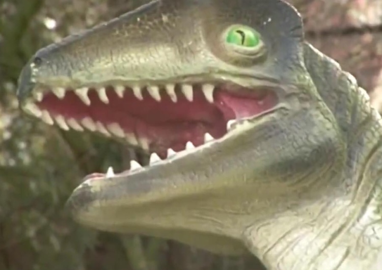  [video] Mieszkańcom Otmuchowa ulżyło. Sprawca ataku na dinozaura oddał się z ręce władz