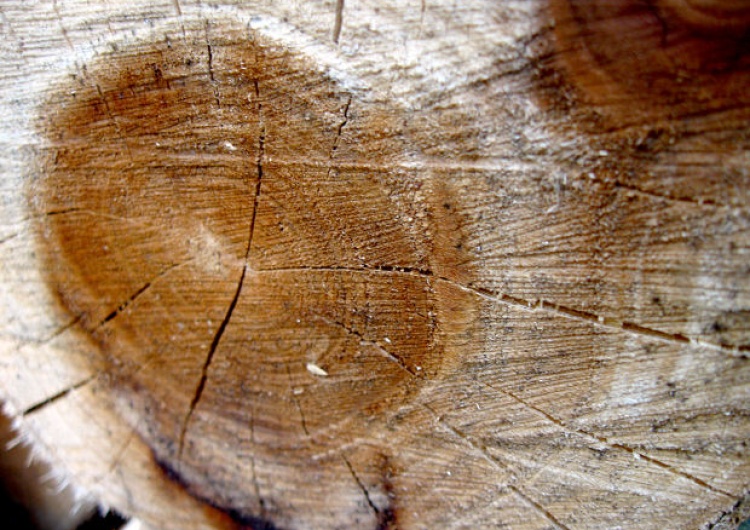  Marcin Brixen: Jak wycinać drzewa