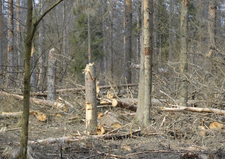  [video] Tak wygląda Puszcza Białowieska "uratowana" przez "ekologów" i TSUE. Zgroza