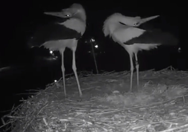  [video] TO jest natura. Tak PANI bocianowa i PAN bocian cieszą się ze zniesionego jajka