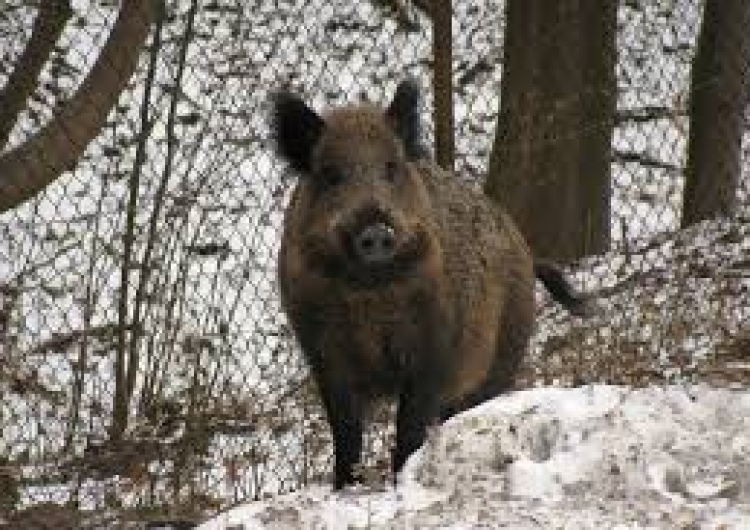  Belgia odstrzeli wszystkie dziki z obszaru zagrożonego ASF. Ekolodzy już jadą?