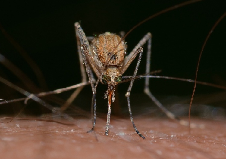  Rząd przyznaje – wystąpiła plaga komarów. Pojawią się środki na walkę z nimi!