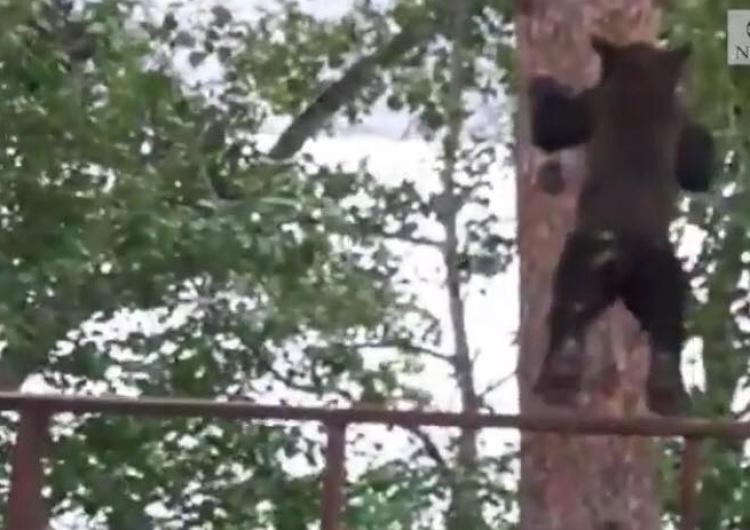  [video] Skaczący po drzewach niedźwiedź podbija sieć. Nazwano go Spider-Bear