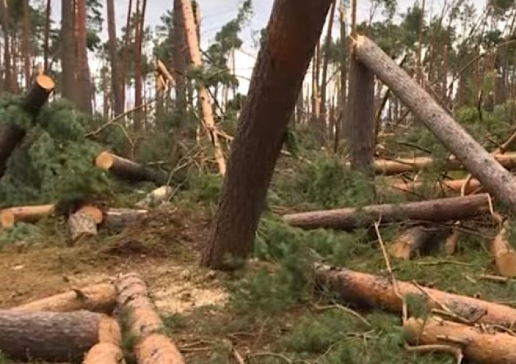  Pamiętacie huragany z 2017 r.? Nie? A Lasy Państwowe wciąż walczą z ich tragicznymi skutkami