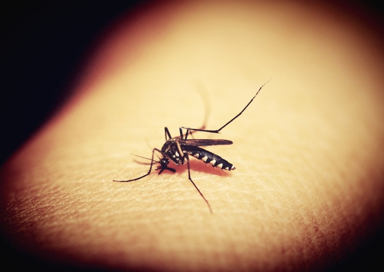  Obrońca praw zwierząt chce, aby w ramach "dawstwa krwi", pozwolić komarom na ukąszenia