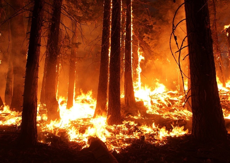  [Tylko u nas] Marek Budzisz: Pożary na Syberii objęły pięć razy większy obszar niż w Amazonii. Hipokryzja