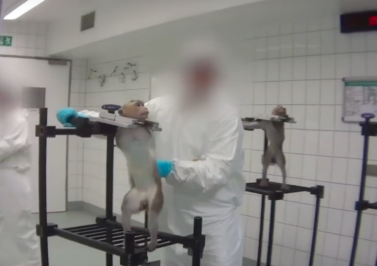  [video] Krzyczące małpy. Wyjące psy. Niemieckie laboratorium