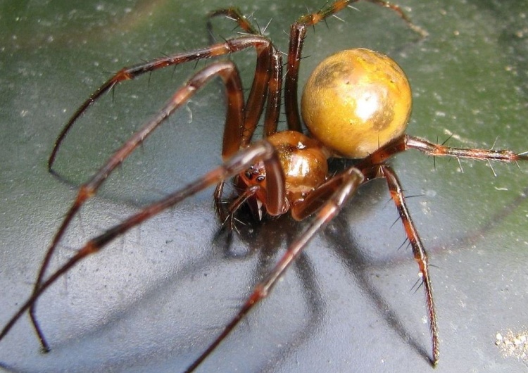  Czy w Polsce występują groźne, jadowite pająki? Lasy Państwowe: "Są 3 gatunki, których można się obawiać"