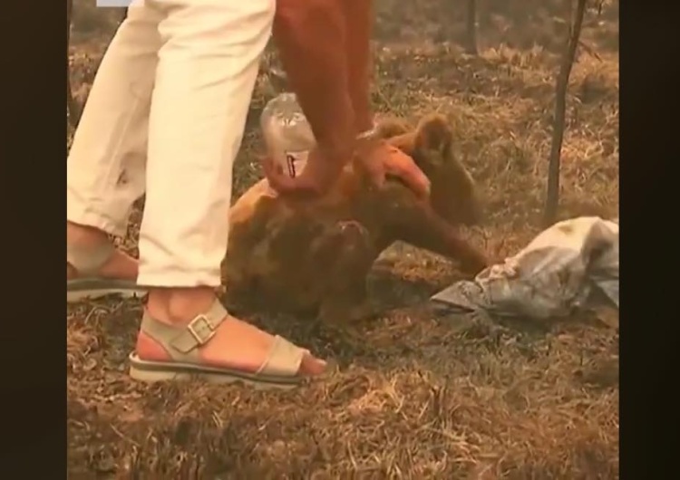  [video] Kobieta wyniosła poparzonego koalę z płonącego lasu