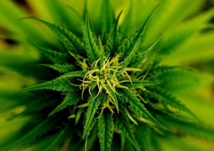  Sejm przyjmie ustawę dotyczącą medycznego wykorzystania marihuany