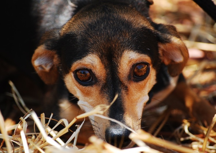  Wielkopolskie: Pożar schroniska dla zwierząt, nie żyją psy. Fundacja apeluje o pomoc