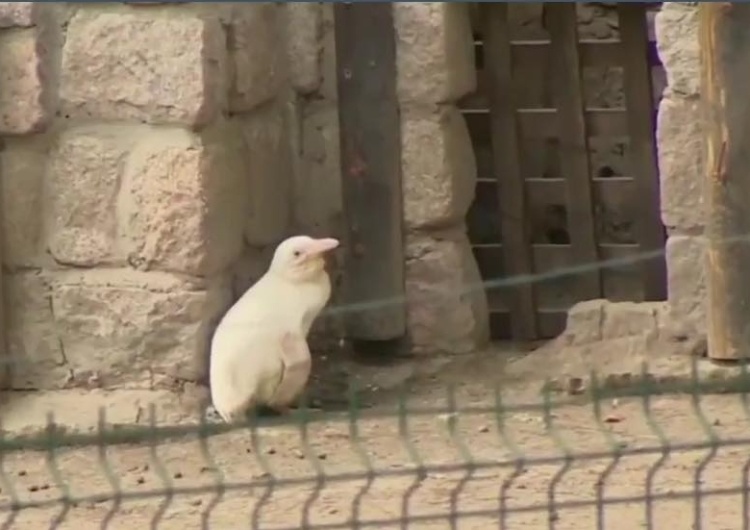  [video] Agencja Reuters pisze o wydarzeniach roku 2019. Na topie polski pingwin albinos