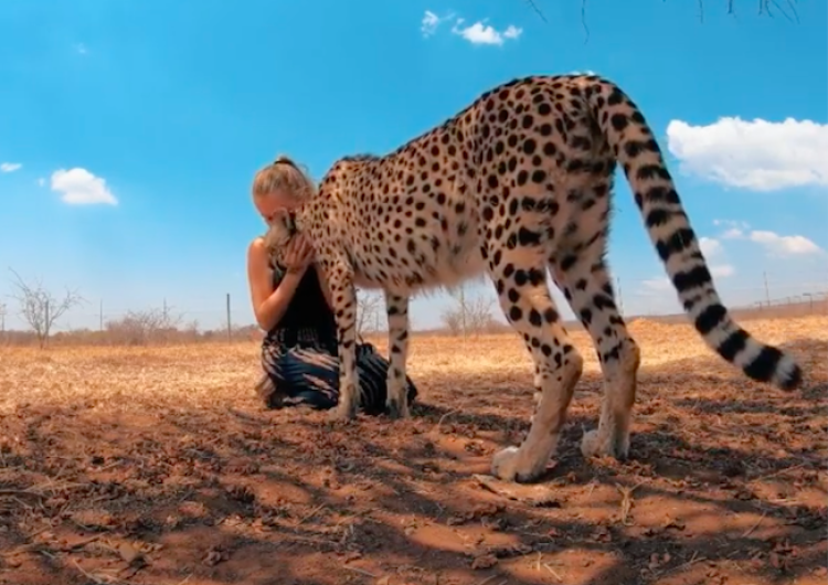  [video] Dr Dolittle istnieje? 21-latka wychowana w rezerwacie dla zwierząt... śpi z gepardami