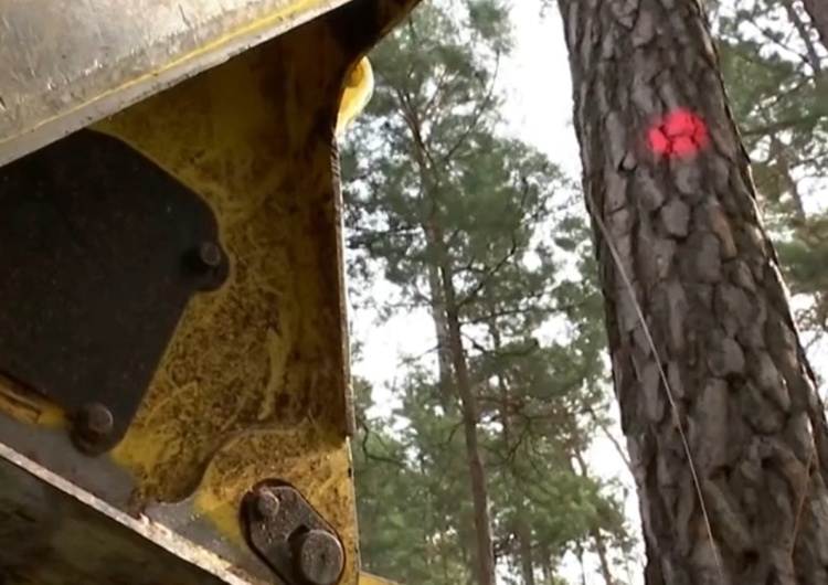 Niemcy. 90 hektarów lasu pod nóż aby mogła powstać fabryka "ekologicznych" samochodów elektrycznych
