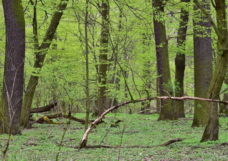  Niesamowite. Warszawskie Lasy Miejskie wycinają drzewa w obronie przed… kornikiem. Gdzie ekolodzy? Media?