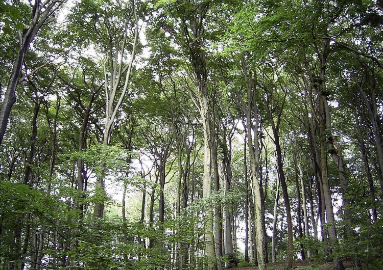 Tortuosa, CC BY-SA 3.0 Ministerstwo Środowiska: wbrew doniesieniom medialnym do lasów nie mają wstępu także myśliwi