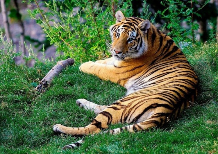  USA: Tygrysica z nowojorskiego zoo zakażona koronawirusem