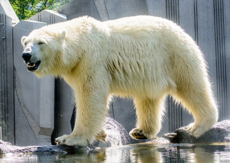 ilustracja Niemieckie ZOO nie wyklucza uboju części zwierząt po to... by nakarmić pozostałe zwierzęta