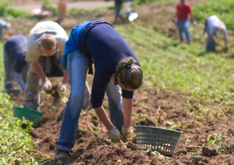  Raport Międzynarodowej Organizacji Pracy: Dochody połowy pracującej ludzkości są zagrożone