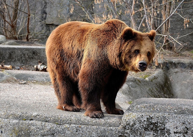  [Wideo] W Warszawie pijany 23-latek wtargnął do wybiegu z niedźwiedziami