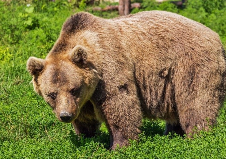  Po incydencie z pijanym agresorem Niedźwiedzice Sabina i Mała zamieszkają pod całodobową ochroną