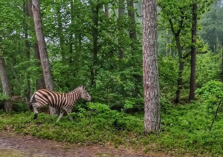 Nadleśnictwo Elbląg "Że klimat się ociepla, to już wiemy, ale żeby tak szybko?" Na Mierzei Wiślanej pojawiła się... zebra