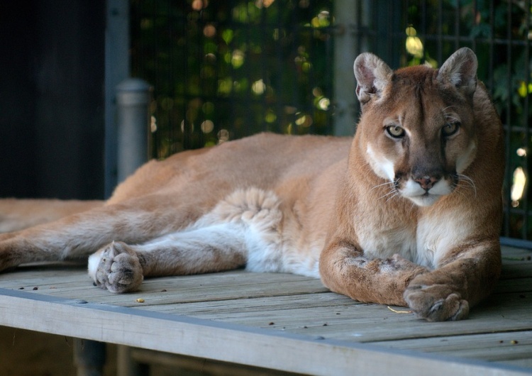  Śląsk: Sąd postanowił, że puma Nubia zostanie w chorzowskim zoo