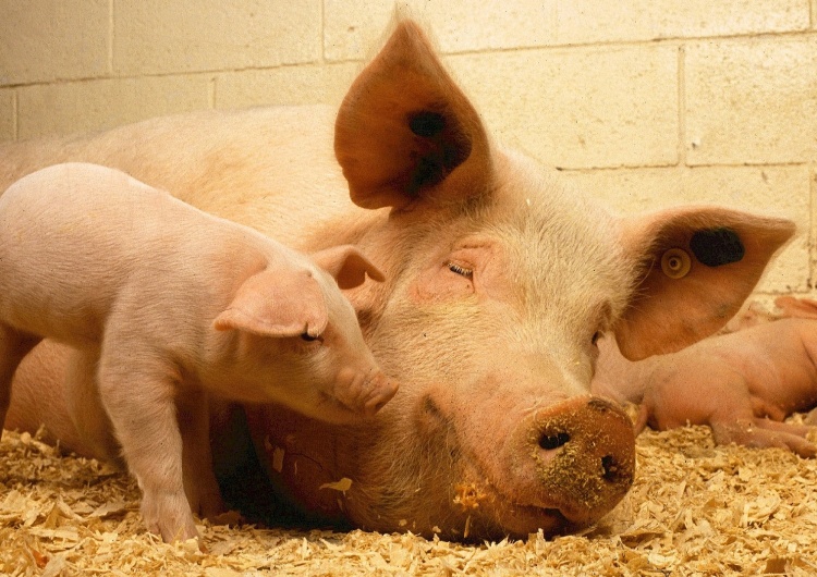 skeeze Komisarz Wojciechowski o hodowli świń w PL: "Wypierana jest niestety przez taśmy produkcyjne..."