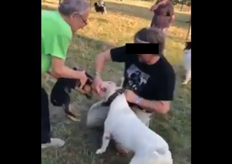  [video] Agresywny pies, brutalny właściciel. Burza w sieci po publikacji szokującego nagrania z Krakowa