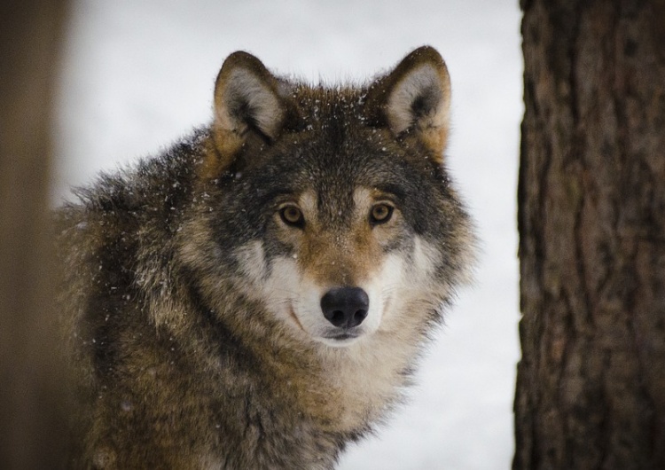 Madeleine Lewander Polowania mogą mieć fatalne konsekwencje dla populacji wilka