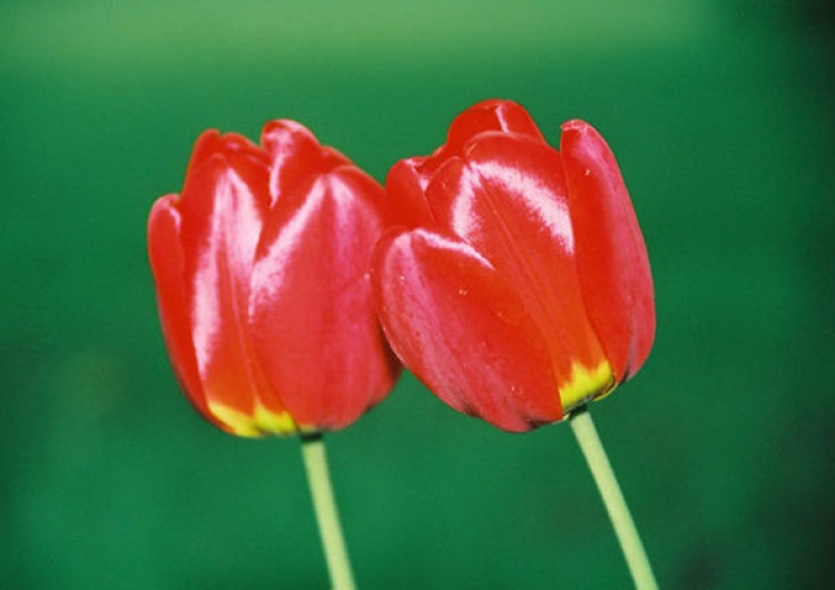  Elżbieta Połomska: Tulipany życia