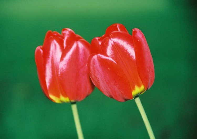 Elżbieta Połomska: Tulipany życia