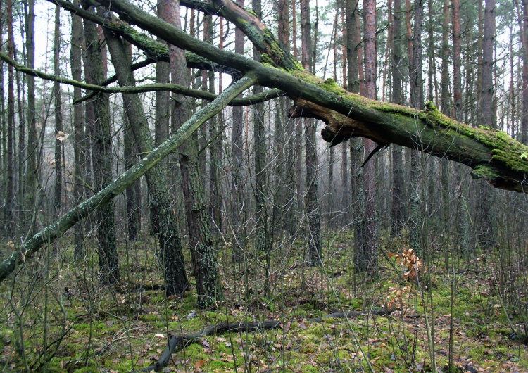  W kwietniu nasadzenia drzew i cięcia sanitarne w Puszczy Białowieskiej