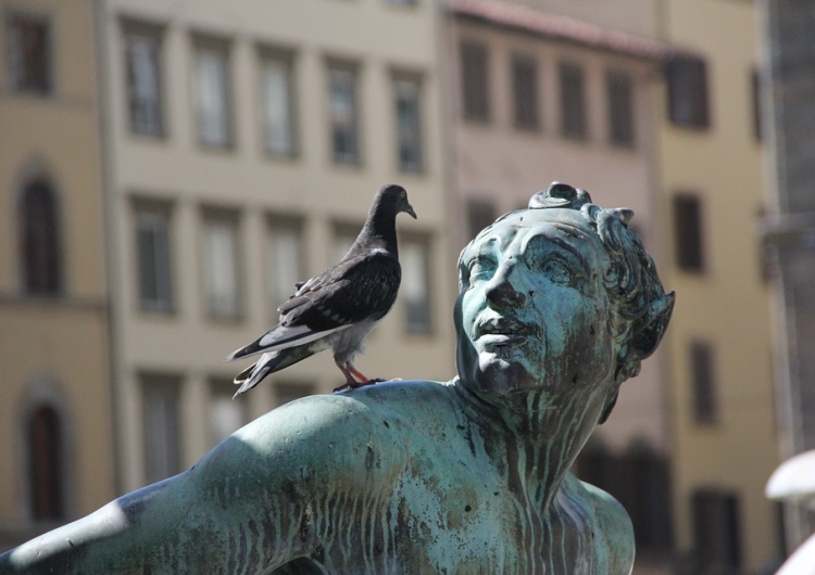  Obrzeżki gołębie - „ptasie” kleszcze – groźne również dla ludzi